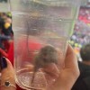 不愧是黑猫！桑德兰女球迷在曼联主场抓到一只活老鼠